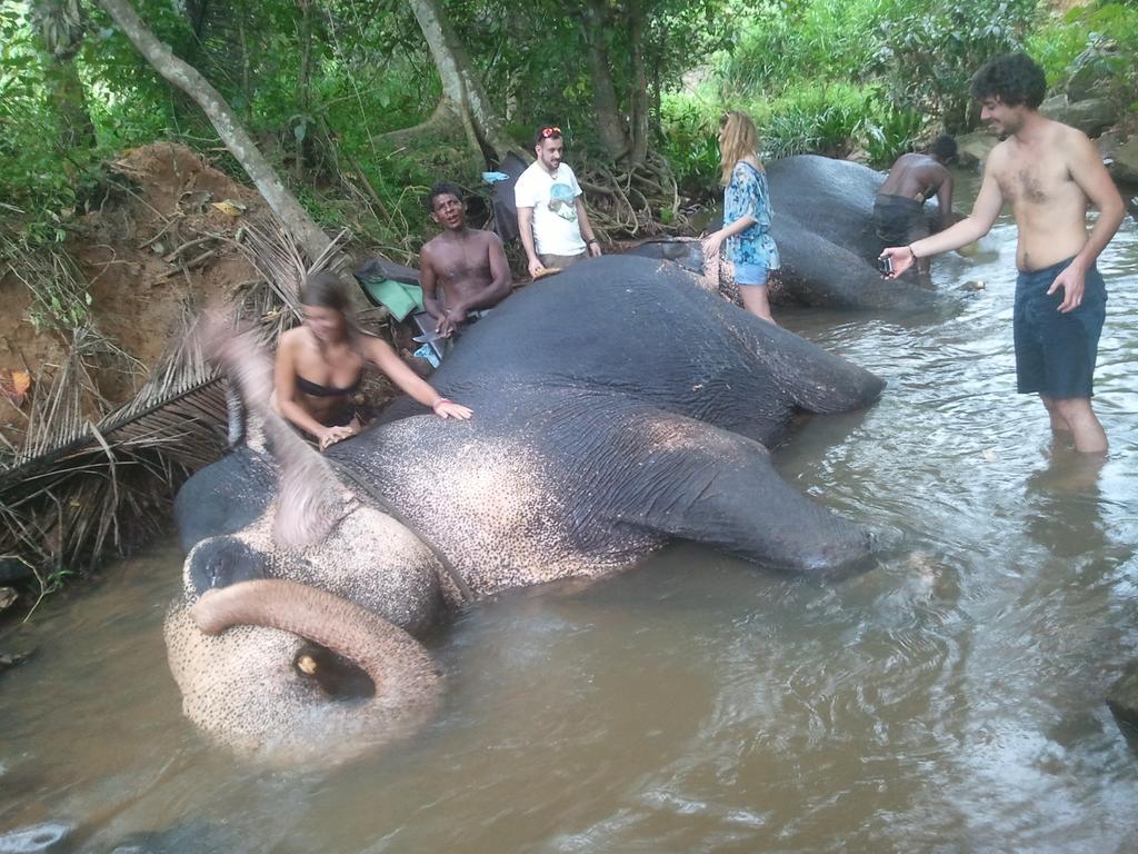 Jungle Village Homestay ピンナワラ エクステリア 写真