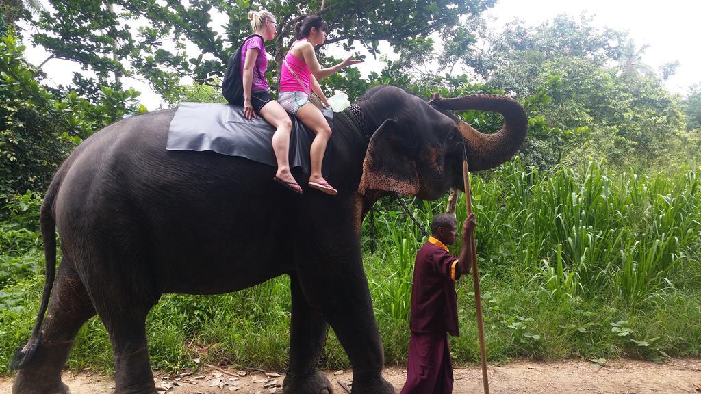 Jungle Village Homestay ピンナワラ エクステリア 写真